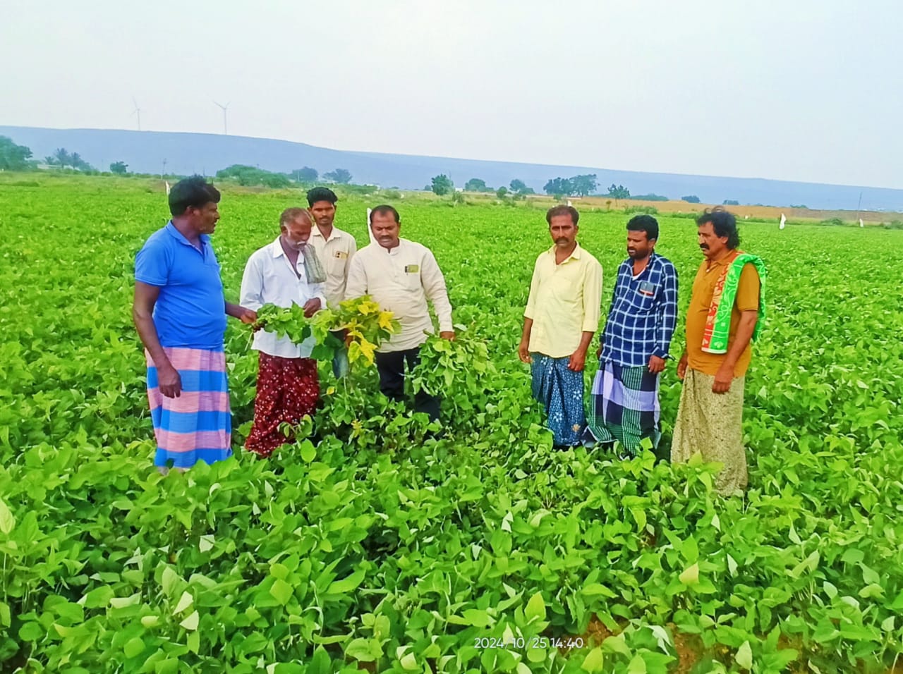 మినుము పంట ను పరిశీలించిన వ్యవసాయ అధికారులు