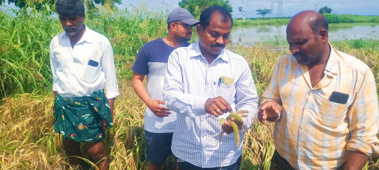  పంట పొలాలను పరిశీలించిన  మండల వ్యవసాయ అధికారి మారెడ్డి వెంకటకృష్ణారెడ్డి