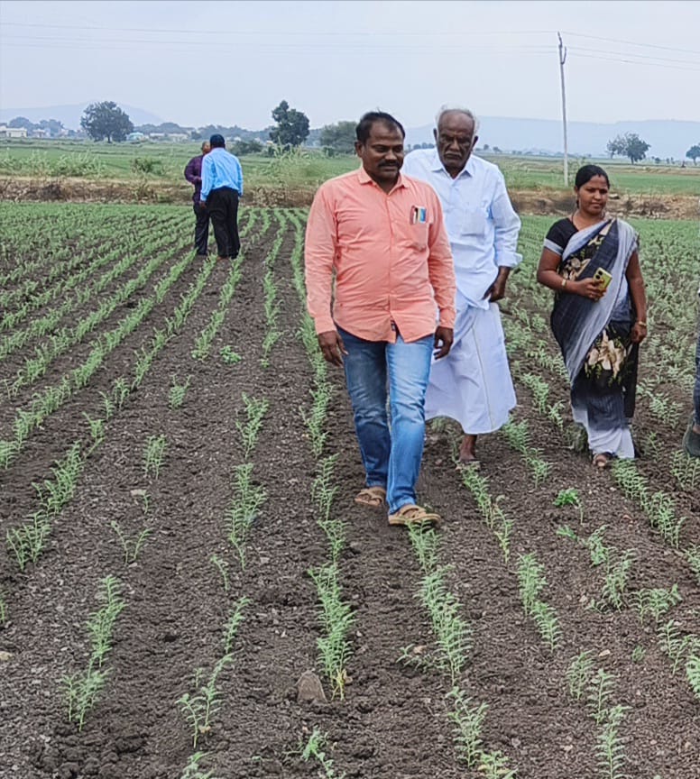 శనగ పంట సాగు చేసిన రైతులు అప్రమత్తంగా ఉండాలి