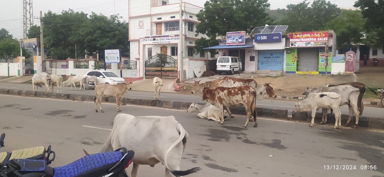 ఆవుల బెడదతో బస్టాండ్ లో ట్రాఫిక్ సమస్య 