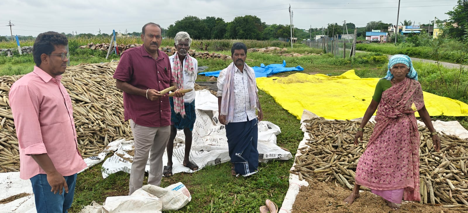 సజ్జ పంటను పరిశీలించిన మండల వ్యవసాయ అధికారి సురేష్ బాబు
