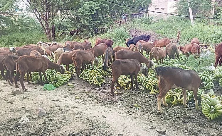 పశువులకు మేతగా అరటి గెలలు..!